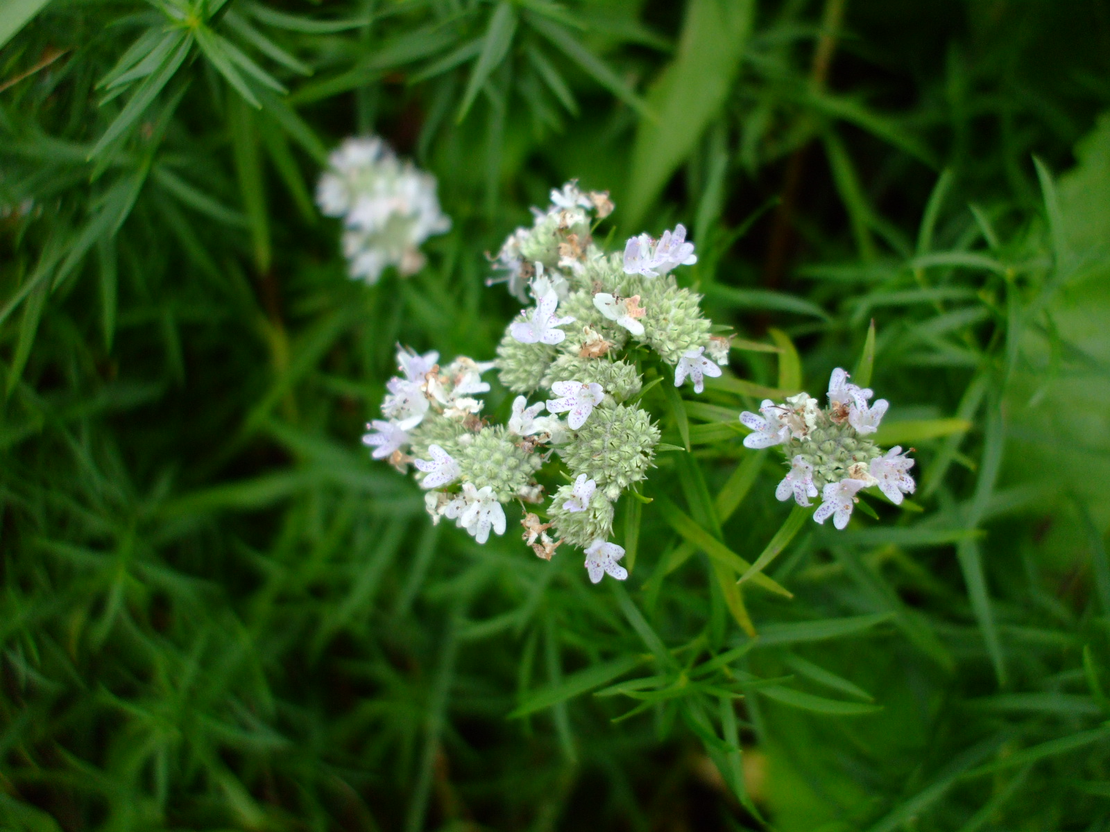 Pycnanthemum tenuifolium